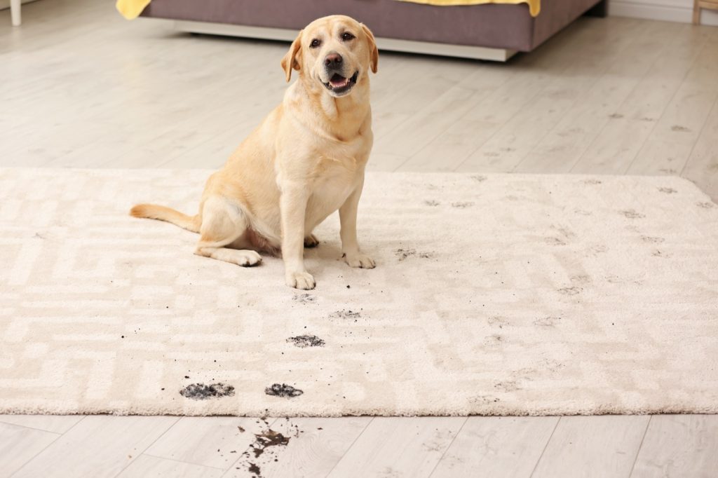 The Best Rug Materials in a Home with Pets | Vic's Carpet & Flooring