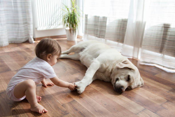 Pet friendly floor | Vic's Carpet & Flooring
